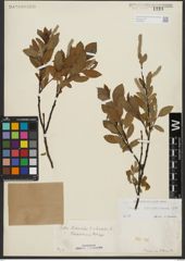 Foto von Salix waldsteiniana Willd.